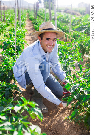 Farmer with a secateurs harvests bell peppers in the beds in garden Farmer with a secateurs harvests bell peppers in the beds in garden 97492069