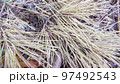 Dry pine needles on the ground, Fallen twigs to create this textured background, texture close-up. 97492543