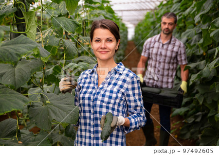 Successful woman farmer showing harvest of cucumbers in greenhouse Successful woman farmer showing harvest of cucumbers in greenhouse 97492605