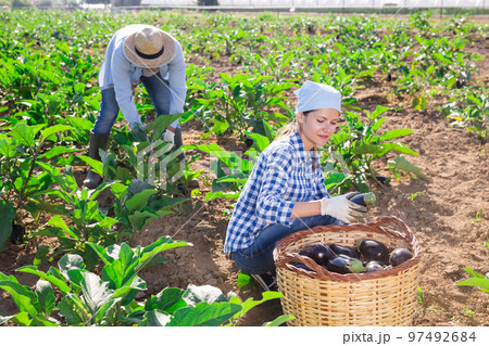 Brunette harvesting eggplants in vegetable garden in summer 97492684