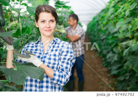 Smiling woman horticulturist with harvested cucumbers in hothouse 97492702