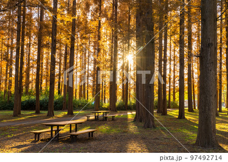 《東京都》紅葉のメタセコイアの森・秋の夕暮れ 97492714