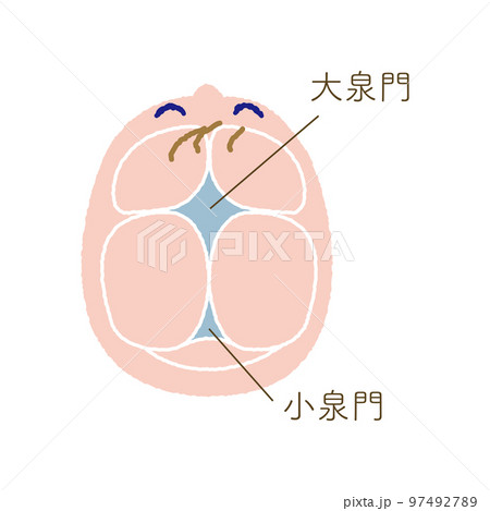 大泉門と小泉門の位置を示すカラーイラストのイラスト素材 [97492789] - PIXTA