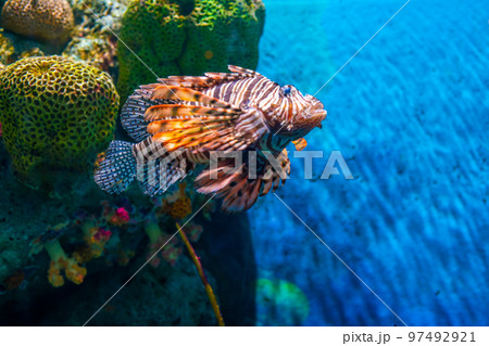 Grouper fish in aquarium with coral reef Grouper fish in aquarium with coral reef 97492921