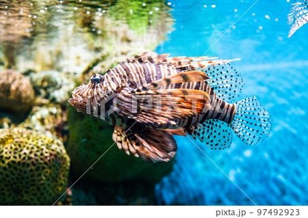 Grouper fish in aquarium with coral reef Grouper fish in aquarium with coral reef 97492923
