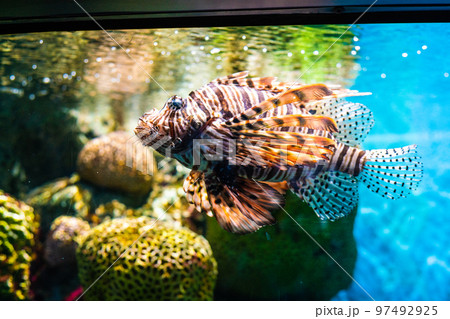 Grouper fish in aquarium with coral reef Grouper fish in aquarium with coral reef 97492925