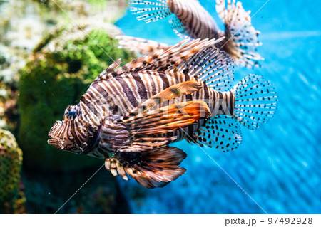Grouper fish in aquarium with coral reef Grouper fish in aquarium with coral reef 97492928