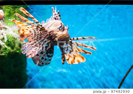 Grouper fish in aquarium with coral reef Grouper fish in aquarium with coral reef 97492930