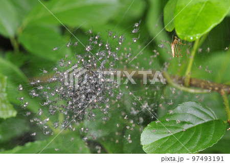 ヤリグモの巣と子グモ（岡山県・新見市） 97493191