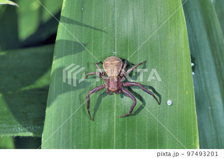 オオヤミイロカニグモ（北海道・鶴居村） 97493201