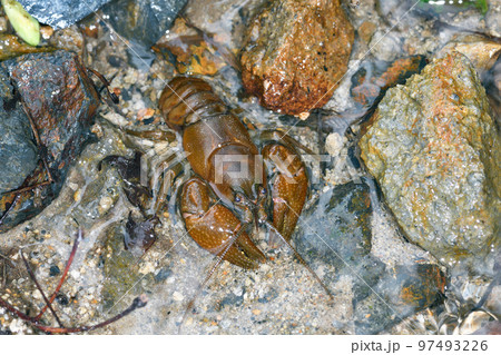 ニホンザリガニ（北海道・層雲峡） 97493226