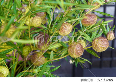 フウセントウワタ 97493269