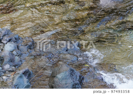 渓流の風景 97493358