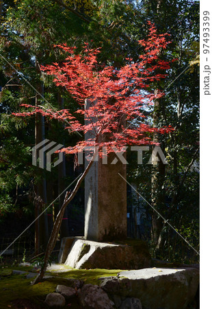 赤山禅院 参道の石碑と紅葉 京都市左京区 赤山禅院 参道の石碑と紅葉 京都市左京区 97493399