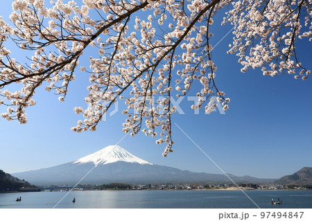 河口湖の満開桜と富士山 山梨県河口湖町 河口湖の満開桜と富士山 山梨県河口湖町 97494847