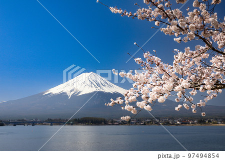 河口湖の満開桜と富士山 山梨県河口湖町の写真素材 [97494854