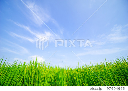 夏の田んぼと青空 夏の田んぼと青空 97494946