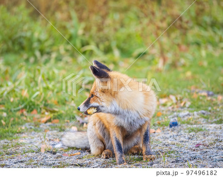 Close up of a red fox Vulpes vulpes, sitting on a path in the forest. Close up of a red fox Vulpes vulpes, sitting on a path in the forest. 97496182