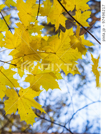 Maple branches with yellow leaves in autumn, in the light of sunset. Maple branches with yellow leaves in autumn, in the light of sunset. 97496217