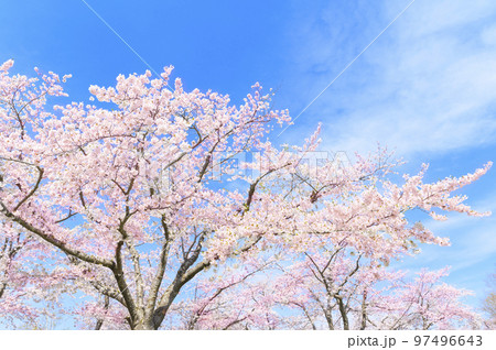 満開のソメイヨシノと青空 97496643