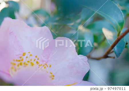 サザンカ 97497011