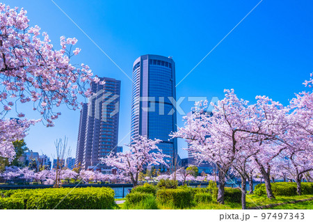 大川の桜と大阪アメニティーパーク 大川の桜と大阪アメニティーパーク 97497343