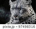Cheetah face isolated on black background 97498316