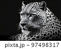 Far eastern leopard face isolated on black 97498317