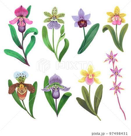 Vector collection of colorful psychedelic orchid flowers. Hand drawn design elements isolated on white background. Orchid Illustration. Vector collection of colorful psychedelic orchid flowers. Hand drawn design elements isolated on white background. Orchid Illustration. 97498431