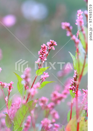藍（アイ）の花 97498559