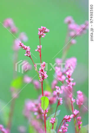 藍（アイ）の花 97498560