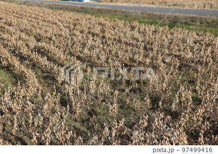 水田転作の大豆畑 97499416