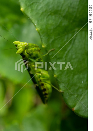 Indian flower mantis at green nature 97499589