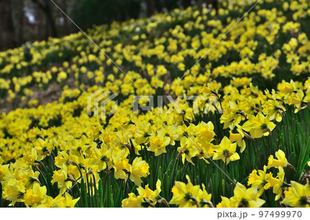 早春のアンデルセン公園に咲いた黄水仙 97499970