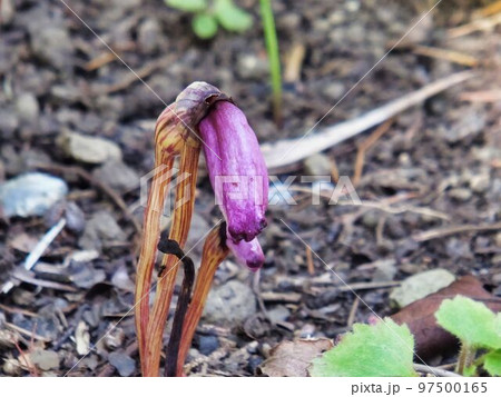 ナンバンギセルの花 97500165