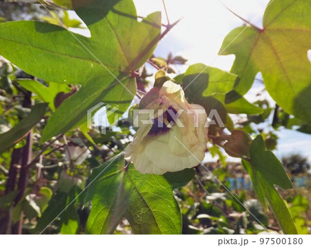ワタの花 ワタの花 97500180