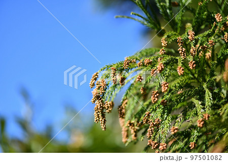 冬季のスギ（杉）の雄花 97501082