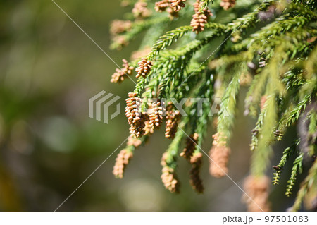 冬季のスギ（杉）の雄花 97501083