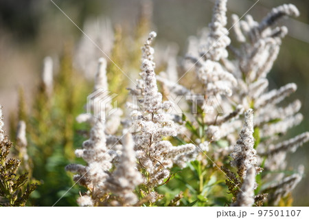 セイタカアワダチソウ（背高泡立草）の果実・綿毛 97501107