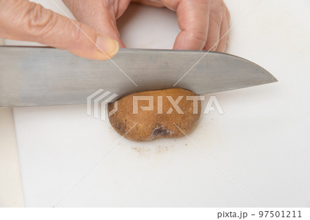 【ミドル主婦がシイタケを半分に切る】 【ミドル主婦がシイタケを半分に切る】 97501211