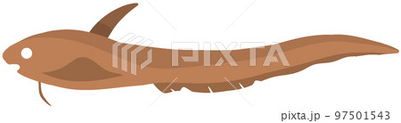 シャチブリ 97501543