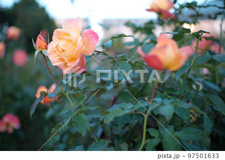 美しく存在感のある薔薇 美しく存在感のある薔薇 97501633
