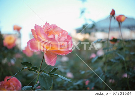 美しく存在感のある薔薇 97501634