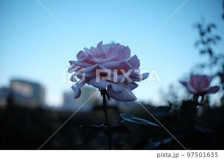 朝焼けの一輪の薔薇 朝焼けの一輪の薔薇 97501635