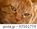 カメラを見つめる茶寅柄のねこの顔のアップ 97501770