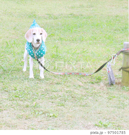 お散歩休憩中のビーグル犬 お散歩休憩中のビーグル犬 97501785
