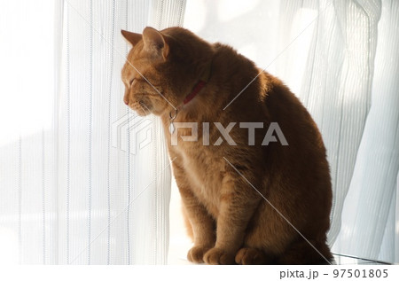 明るい窓辺で座ったまま眠る猫 明るい窓辺で座ったまま眠る猫 97501805
