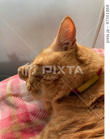 窓辺で毛繕いする茶寅の猫 窓辺で毛繕いする茶寅の猫 97501868