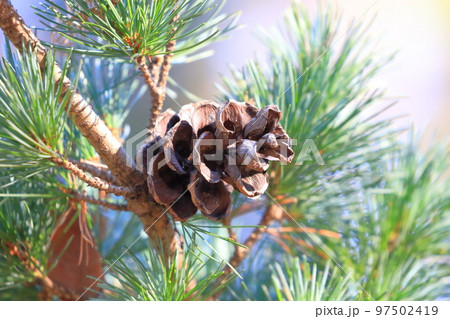 五葉松（ゴヨウマツ）の実（松ぼっくり）　 97502419