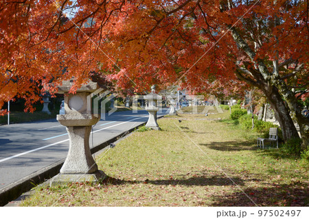 秋の日吉大社　表参道の紅葉　滋賀県大津市坂本 97502497
